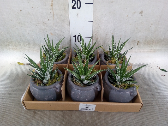 <h4>Arr.   Kamerplant Groen L%</h4>