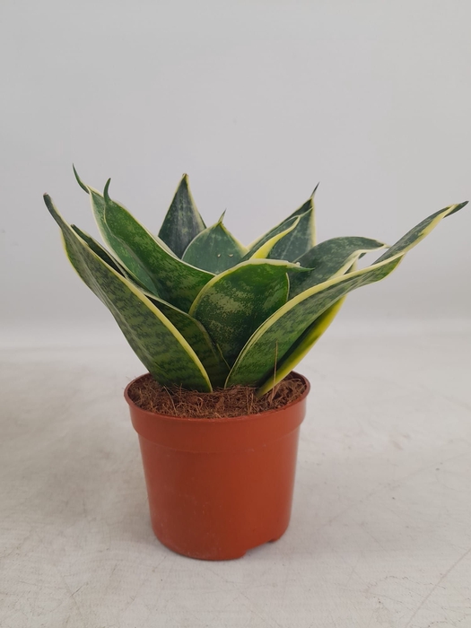 <h4>Sansevieria Hahnii 9 cm Super Hahnii(Decorum)</h4>