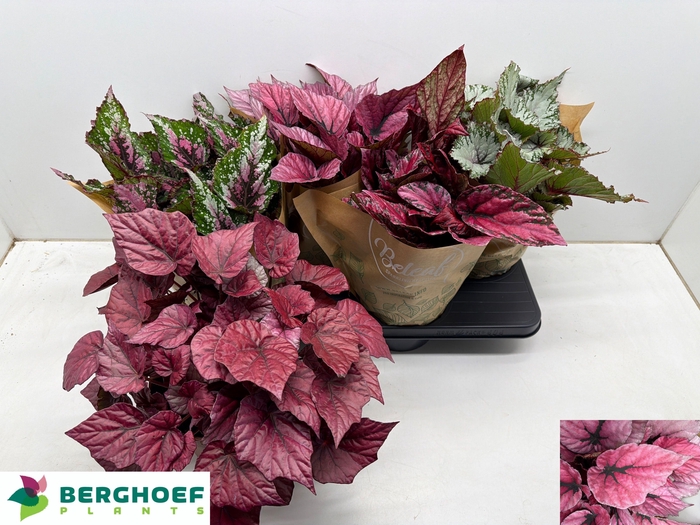 <h4>BEG BEL GEM</h4>