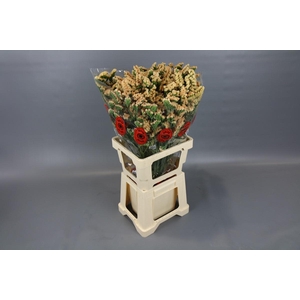 Limonium sinuatum Honey Apricot