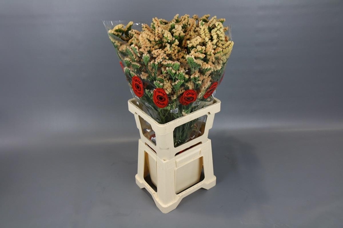 <h4>Limonium sinuatum Honey Apricot</h4>