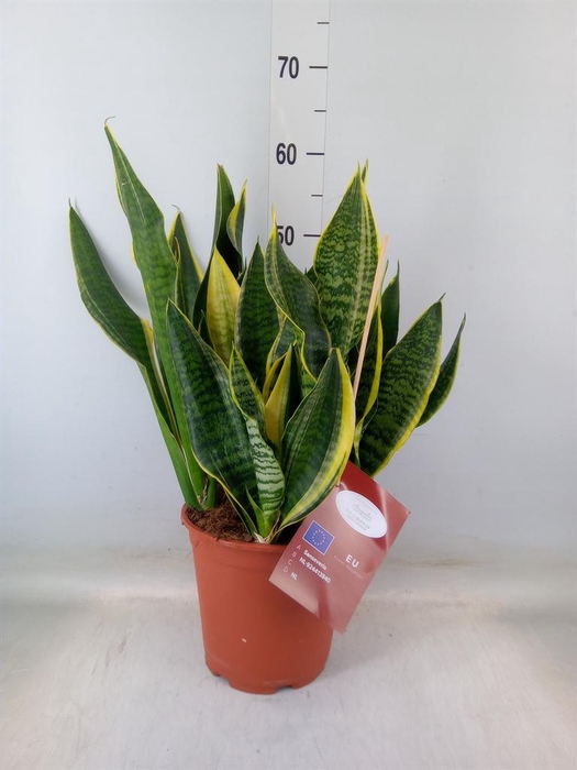 <h4>Sansevieria trifa. 'Laurentii'</h4>