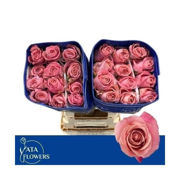 <h4>R Gr Hermosa L6</h4>