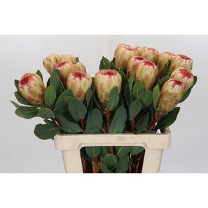 Protea Grandicolor