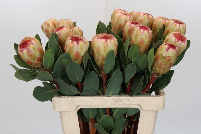 <h4>Protea Grandicolor</h4>