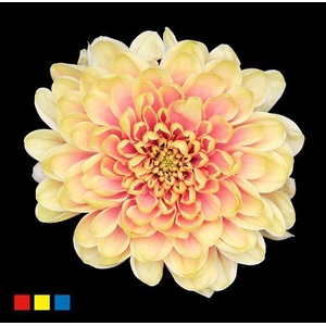 Chr T Altaj Purple Rain