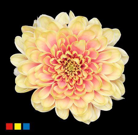 <h4>Chr T Altaj Purple Rain</h4>