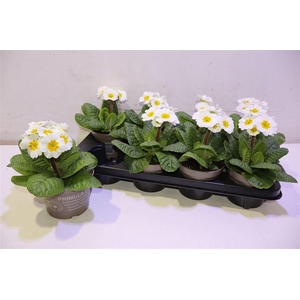 arr8 Prim Elatior White