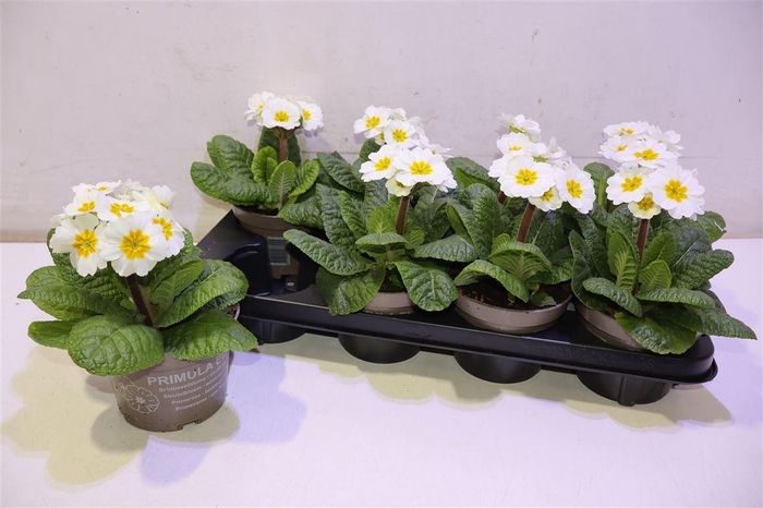 <h4>Prim Elatior White</h4>