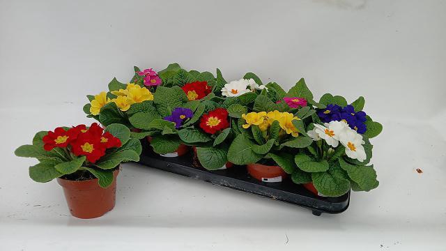 <h4>PRIM ACAULIS GEMENGD</h4>