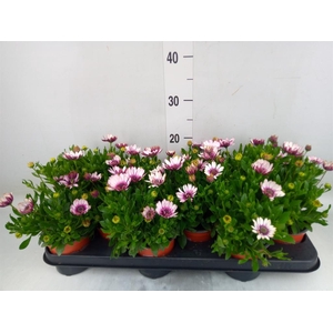 Osteospermum  'Senorita Quinty'