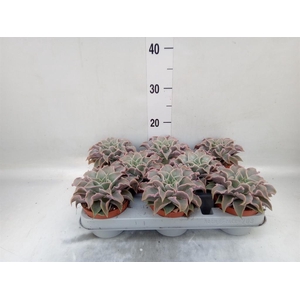 Echeveria   ...
