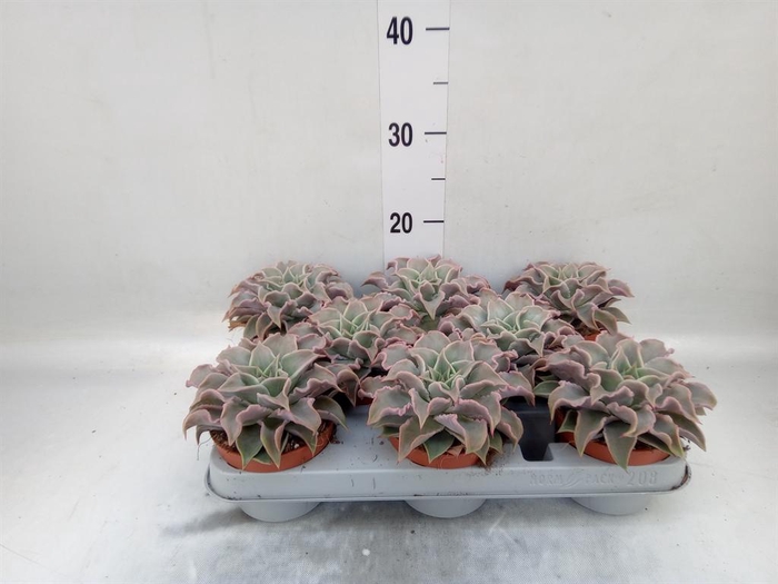 <h4>Echeveria ...</h4>