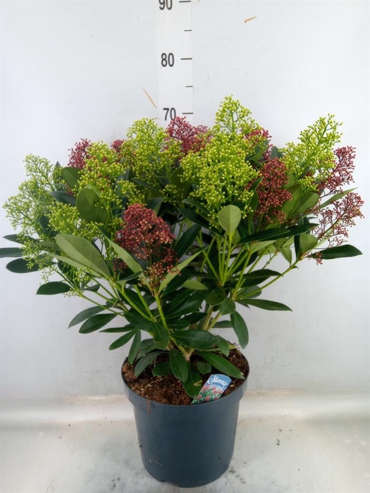 <h4>Skimmia jap.</h4>