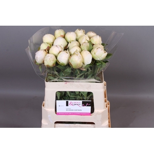 Paeonia Puffed Cotton | Heavy Quality
