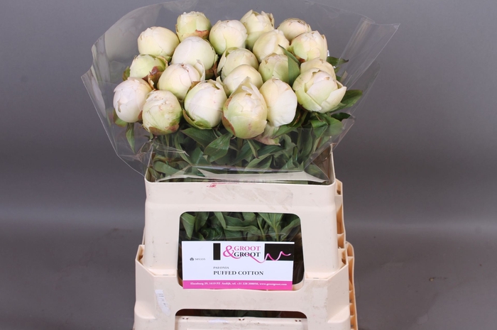 <h4>Paeonia Puffed Cotton | Heavy Quality</h4>