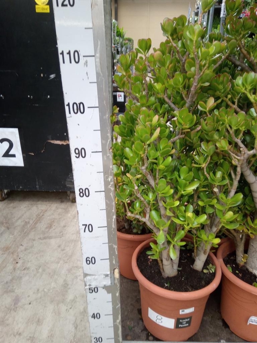 <h4>Crassula ovata</h4>