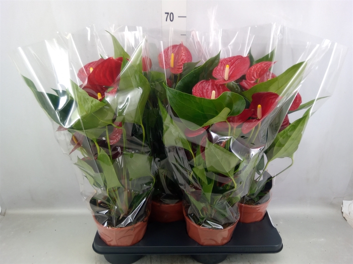 Anthurium andr. 'Koro'