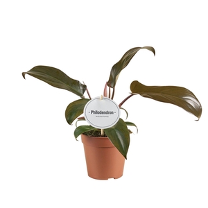 Philodendron Florida Bronze