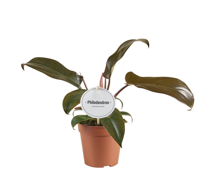 <h4>Philodendron Florida Bronze</h4>