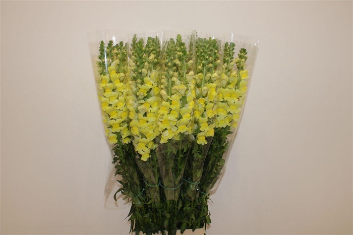 <h4>Antir Overig Yellow</h4>