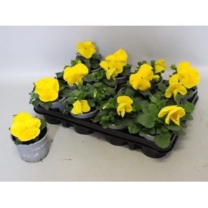 Viola wittrockiana F1 Yellow