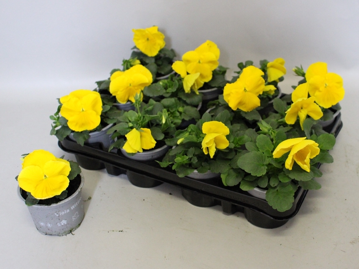 <h4>Viola wittrockiana F1 Yellow</h4>