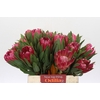 Protea Brenda