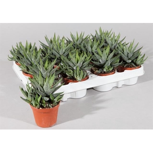 Haworthia Concolor 8Ø 15cm