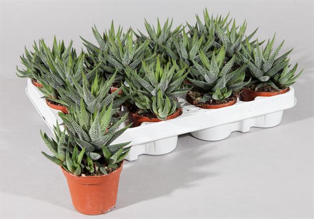 Haworthia Concolor 8Ø 15cm