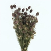 Dried Nigella Black Pod Bs N L