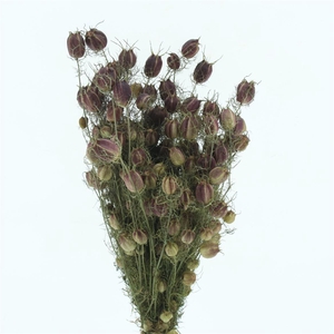 Dried Nigella Black Pod Bs N L