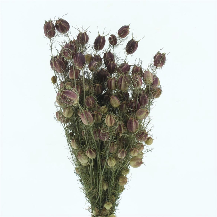 <h4>Dried Nigella Black Pod Bs N L</h4>