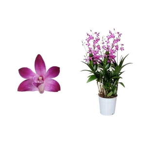 Dendrobium, Berry Oda 6+ spike 'Exclusiva Orchidea' Potcover