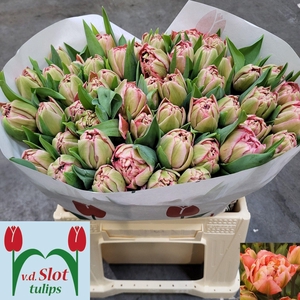 TU DU QUIN TRUSTFULL