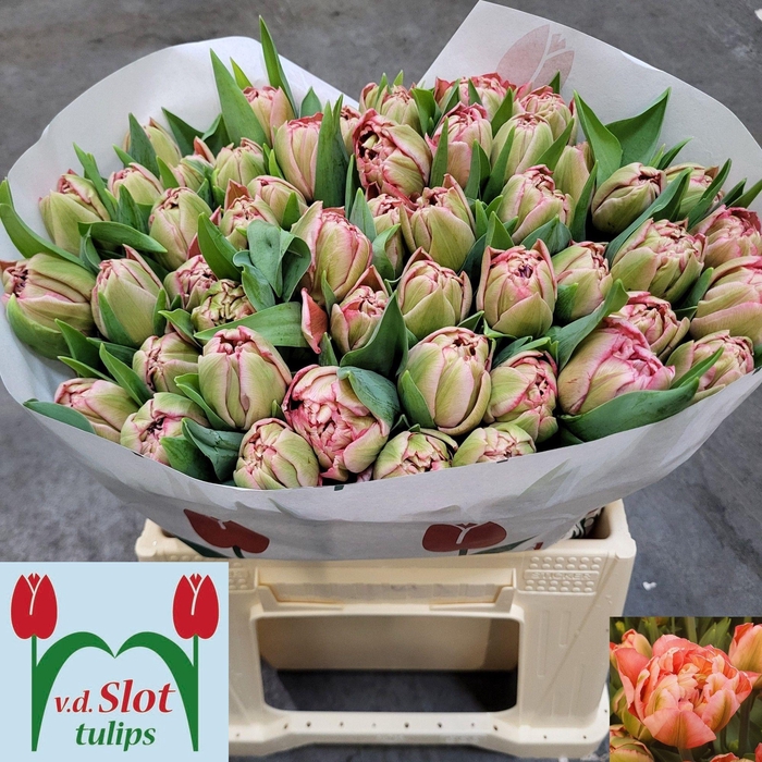 <h4>TU DU QUIN TRUSTFULL</h4>