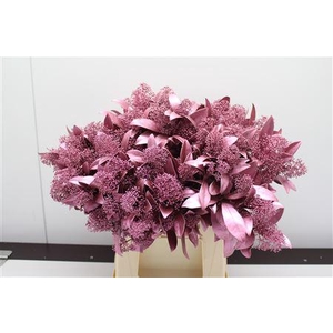 Skimmia Lichtrose Mettalic