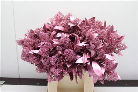 <h4>Skimmia Lichtrose Mettalic</h4>