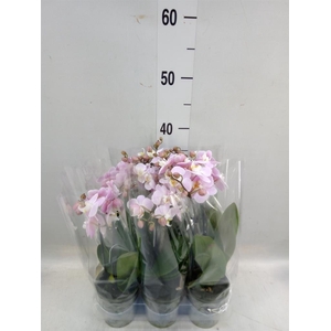 Phalaenopsis 'Pink Pippa'
