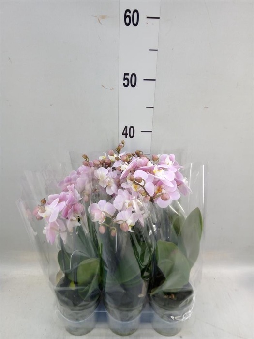 <h4>Phalaenopsis 'Pink Pippa'</h4>