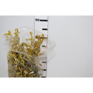 FOLHAGEM DEDO DE ANJO TINGIDO 060 CM AMARELO