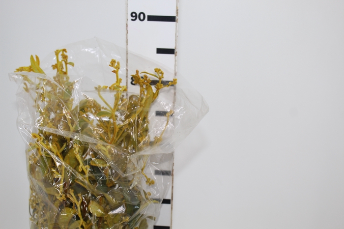 <h4>FOLHAGEM DEDO DE ANJO TINGIDO 060 CM AMARELO</h4>