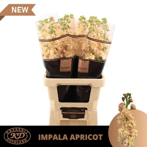 Matth Impala Apricot