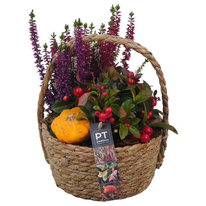 <h4>Arr.   Tuinplanten L%</h4>