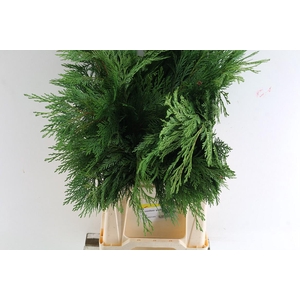 Conifeer Groen Actie