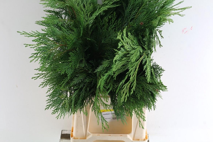 <h4>Conifeer Groen Actie</h4>