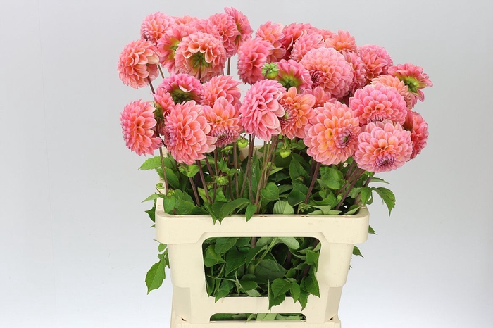 <h4>Dahlia Linda's Baby</h4>
