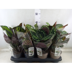 Calathea   ...mix 4
