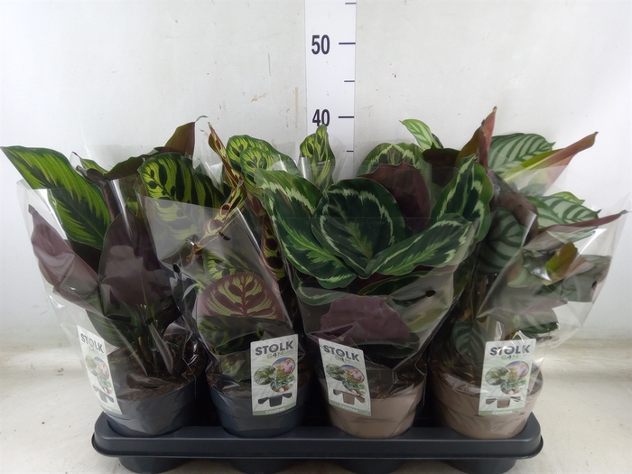 <h4>Calathea   ...mix 4</h4>