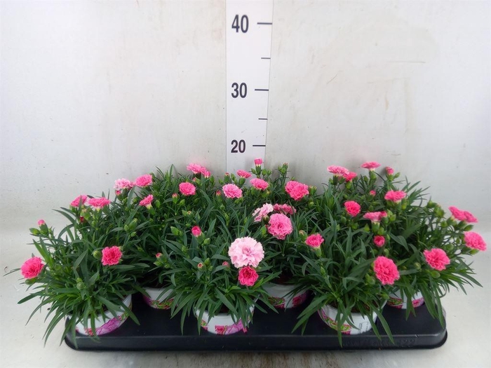 <h4>Dianthus  'I Love U'</h4>